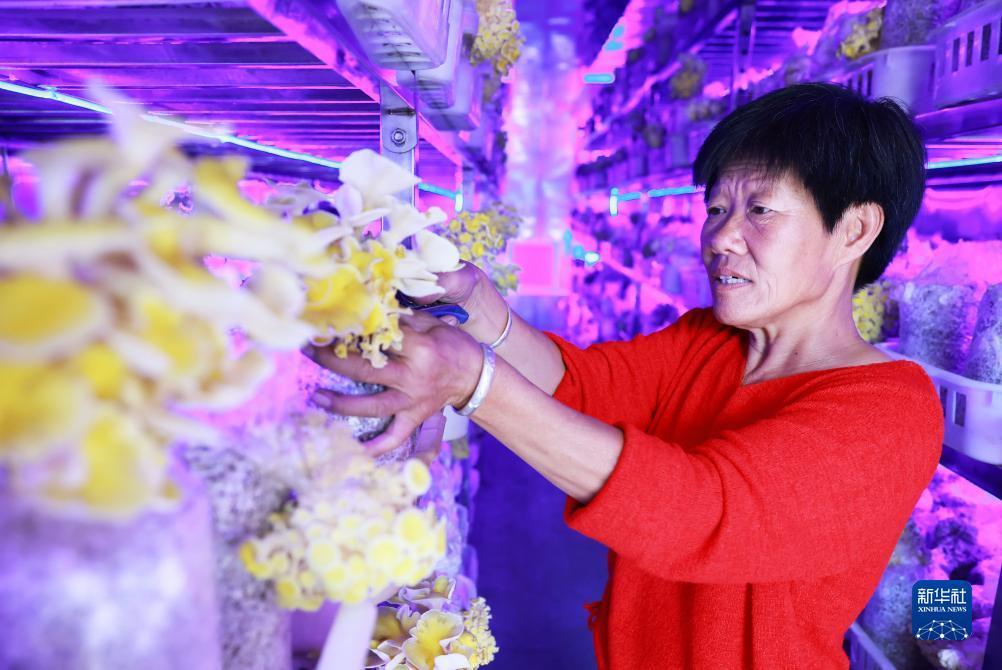 摇钱树捕鱼联系方式